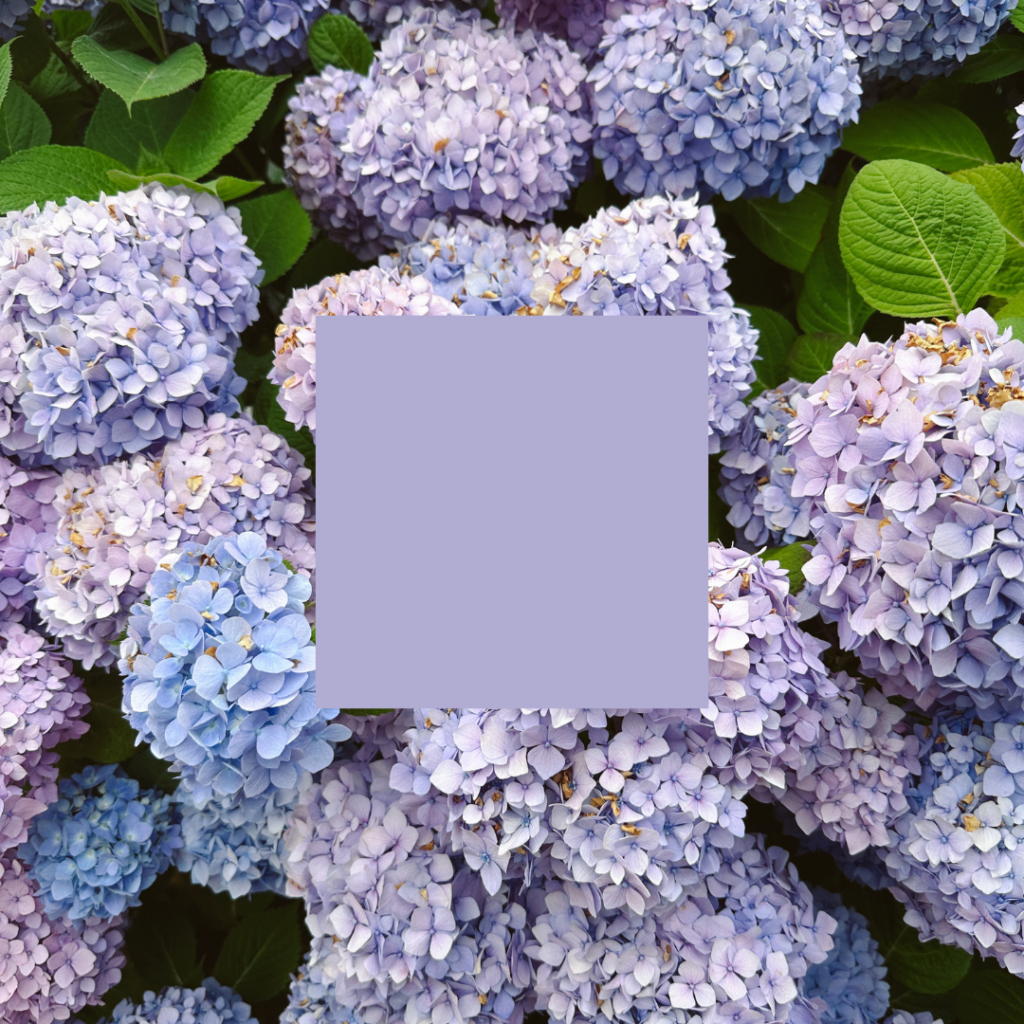 The color psychology of lavender purple